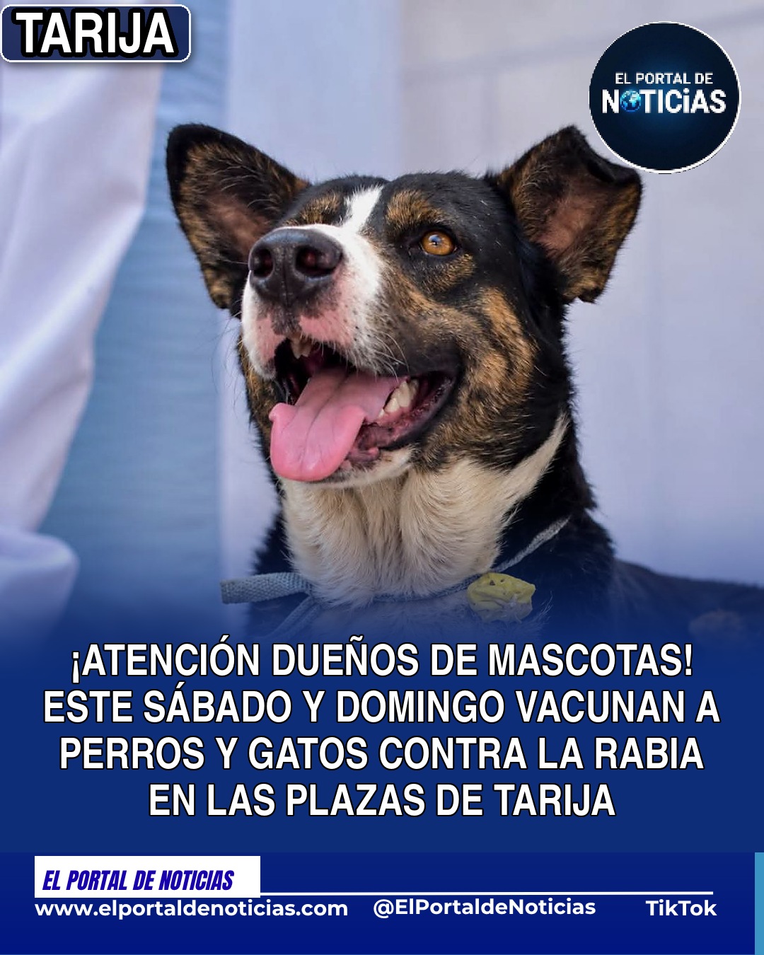 Tarija: este fin de semana las brigadas vacunan a perros y gatos contra la rabia en las plazas de los barrios